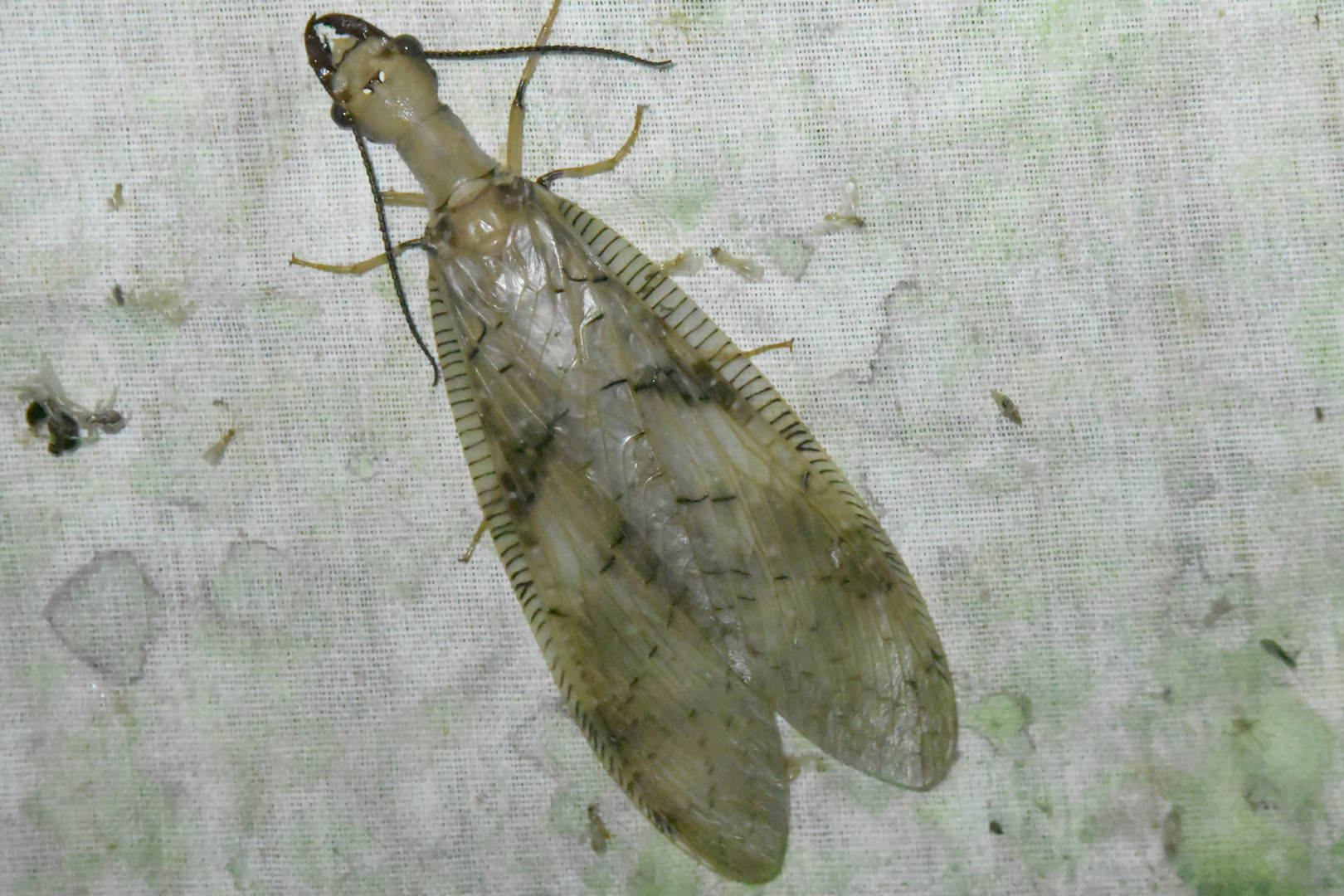 Dobsonfly