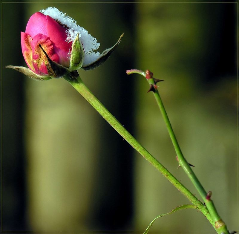 Doch Blumen, deren Saft uns blieb,...