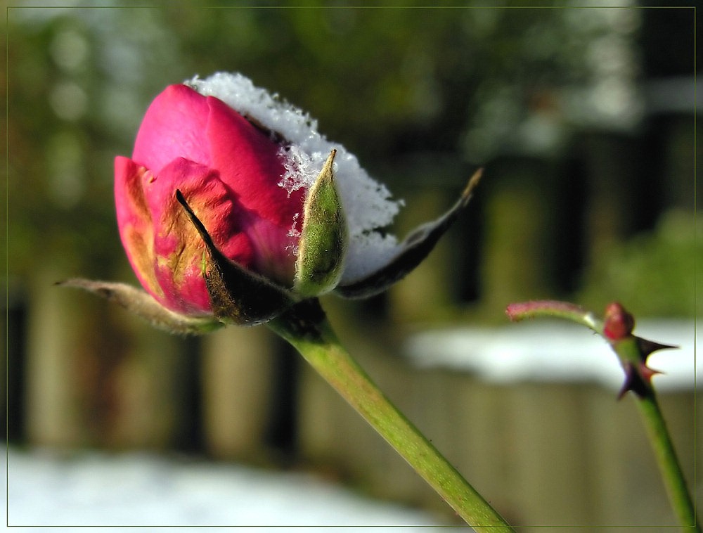 Doch Blumen, deren Saft uns blieb II