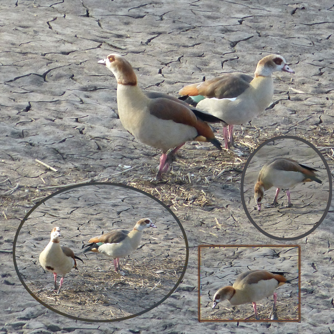 Doch da! Die Nilgans