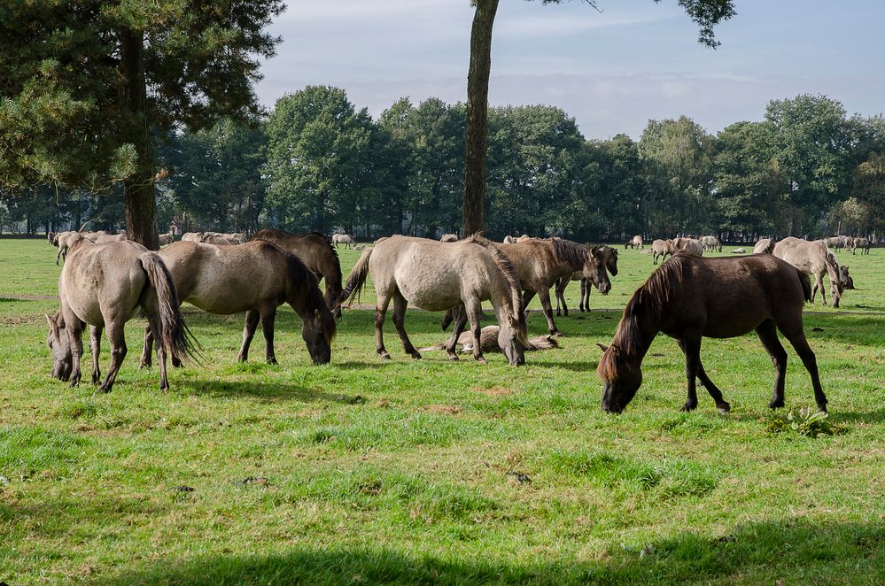 Doch diese Standorte der Wildpferde …