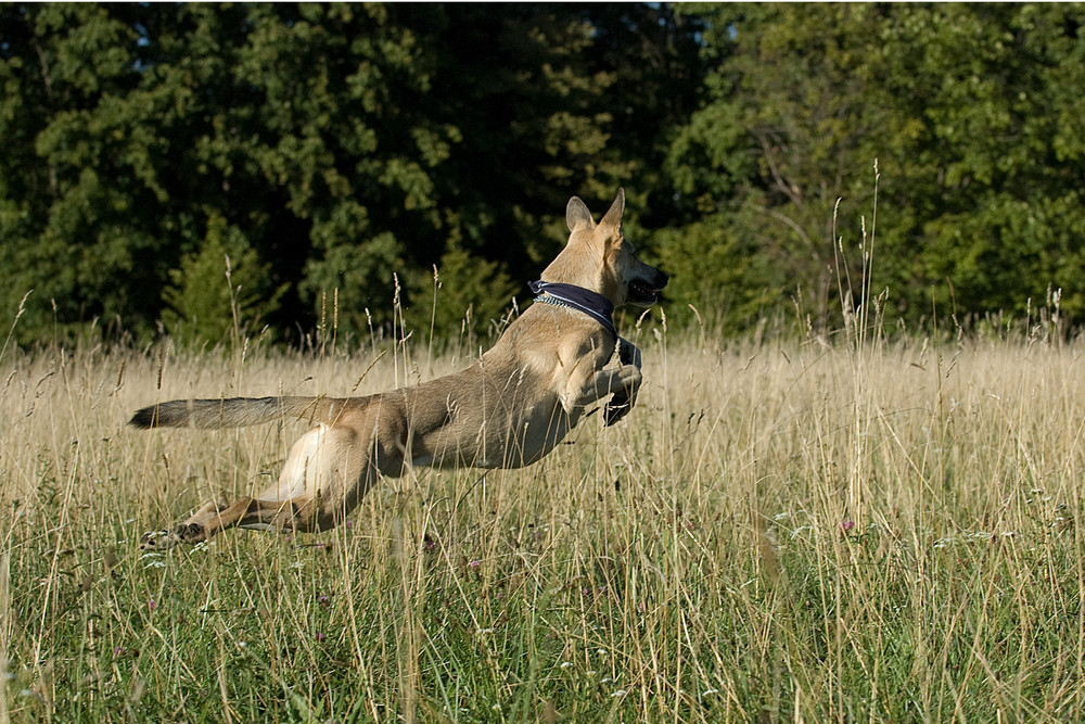 Doch ein Känguru?