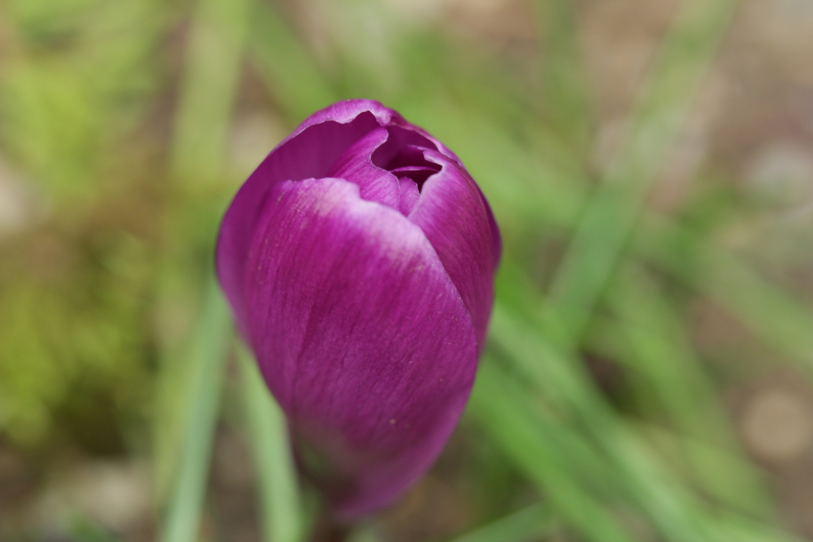 doch ein kleines bisschen Frühling zu Ostern