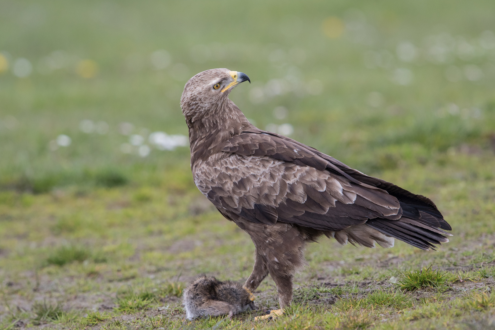 Doch, ich bin ein richtiger Adler!!! Auch wenn ich so klein bin.