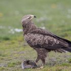 Doch, ich bin ein richtiger Adler!!! Auch wenn ich so klein bin.