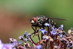 doch kein Schmetterling