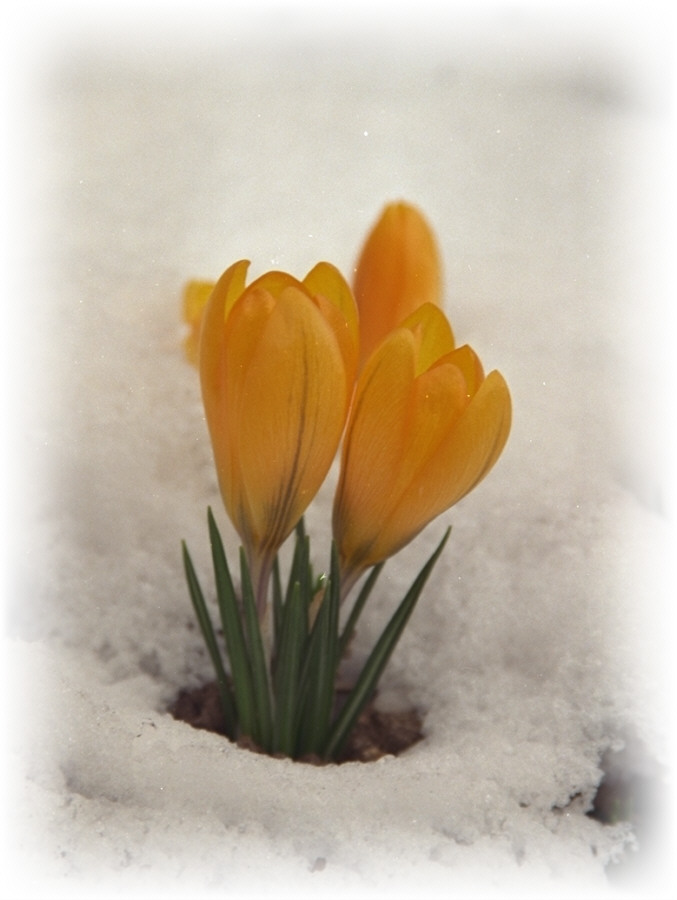 ....doch kein Winter ist so eisig, daß ihn nicht der Frühling bricht.