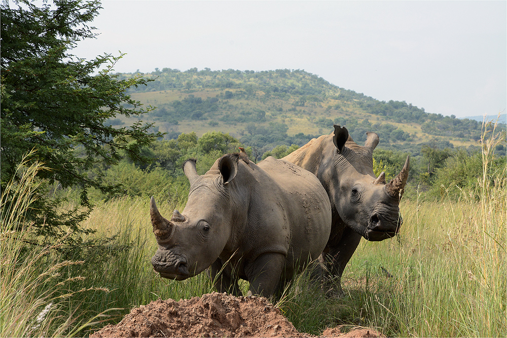 doch keine Black Rhinos