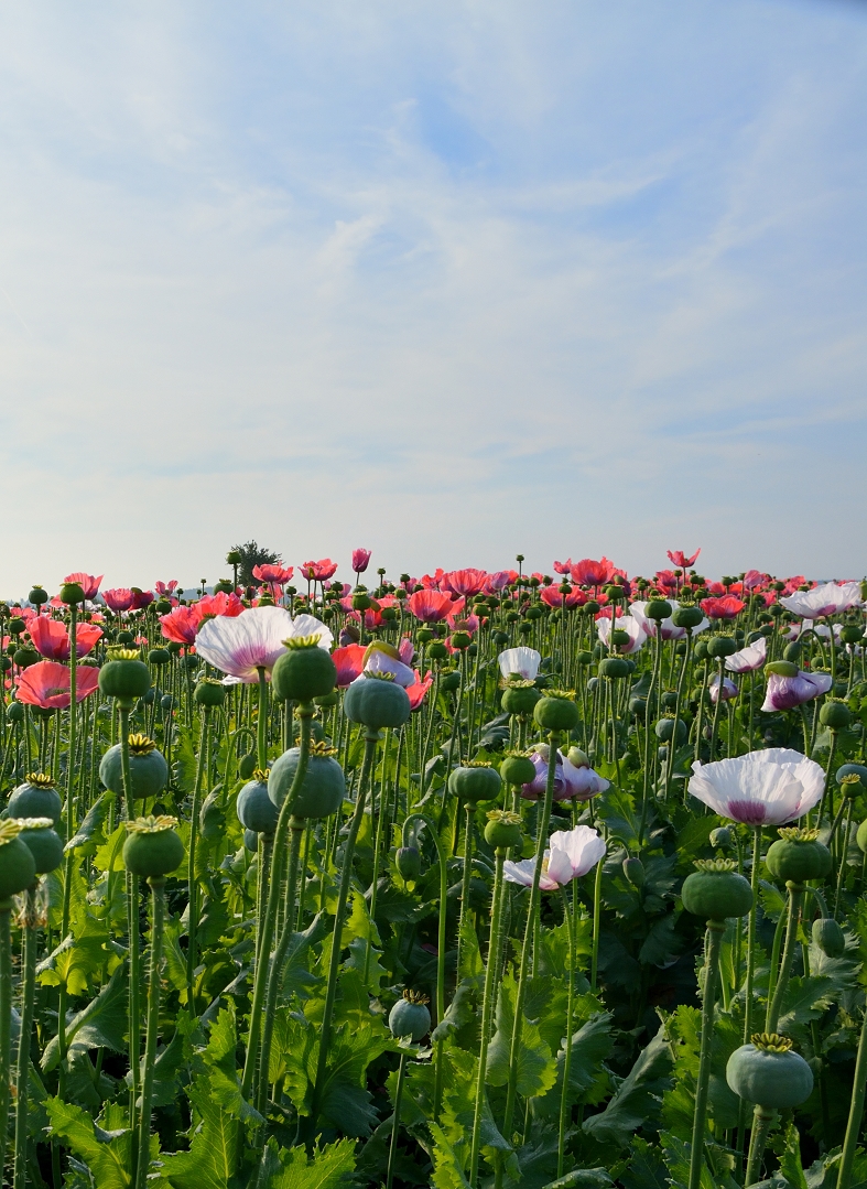 doch mancher mohn blühte noch!