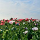 doch mancher mohn blühte noch!