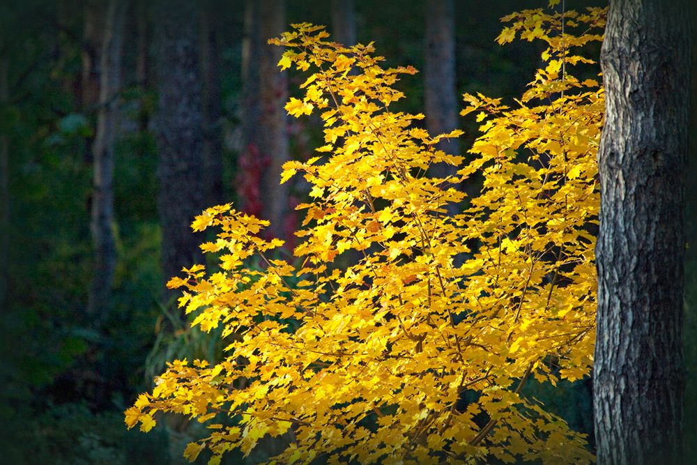 Doch noch ein goldener Herbsttag in Brandenburg