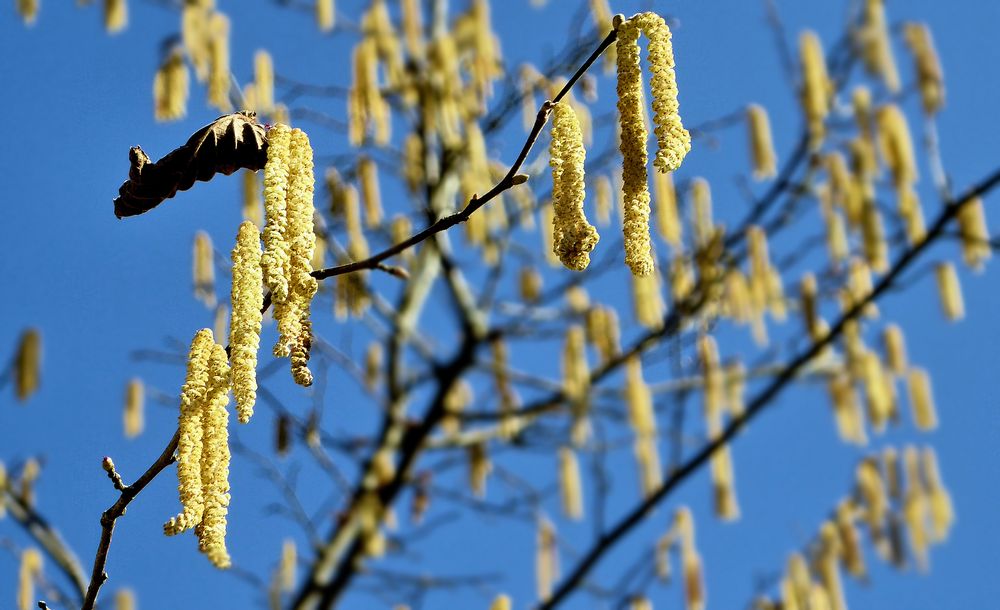 ... doch noch Frühling???