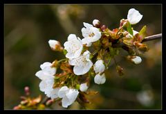 Doch noch Frühling