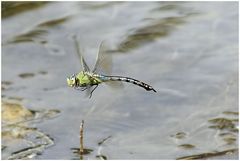 Doch noch im Flug erwischt