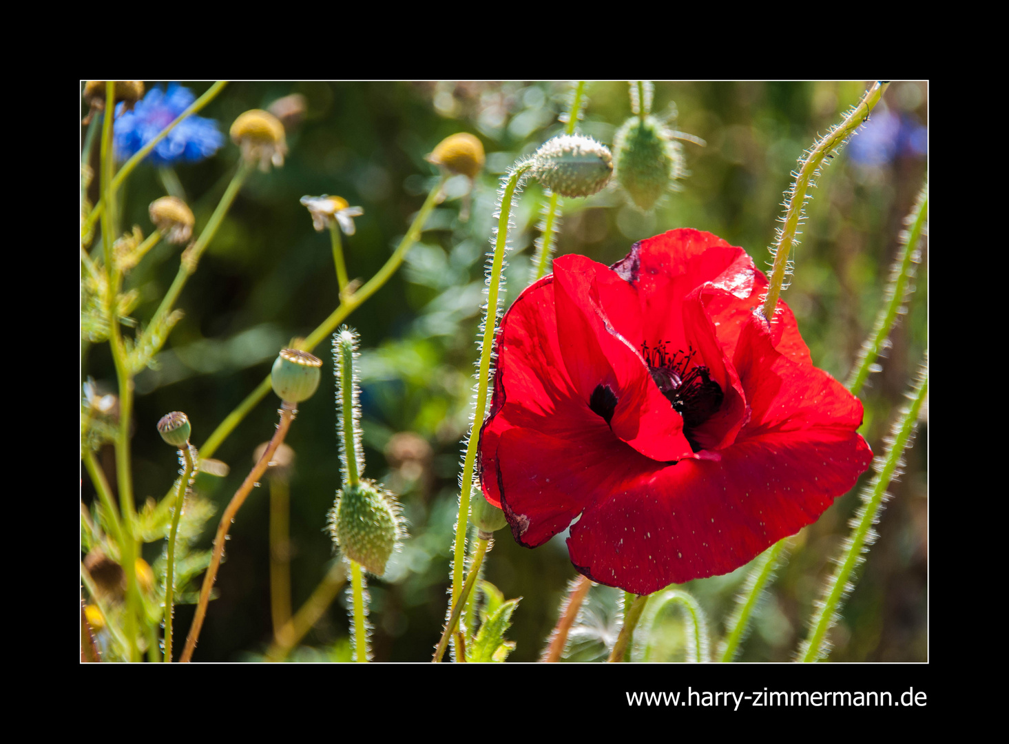 Doch noch Mohnblumen