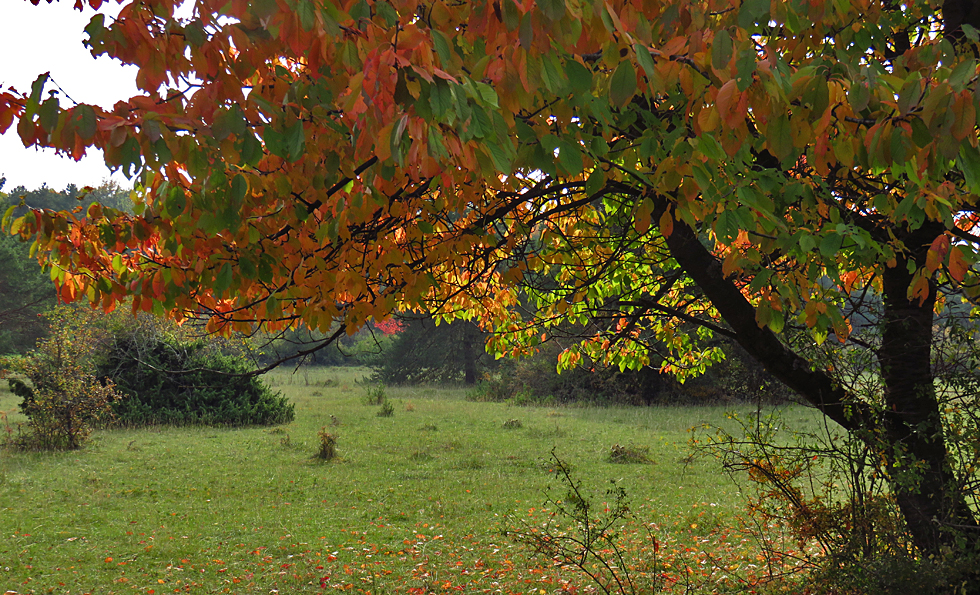 doch schon etwas Herbst bei mir