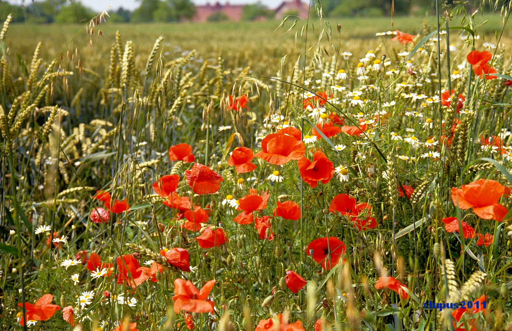 doch schon wieder sommer ???