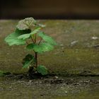 Doch wird es auch wieder Frühling werden.....