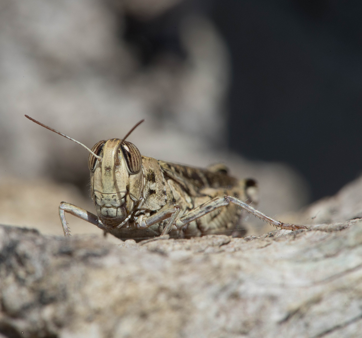 Dociostaurus maroccanus