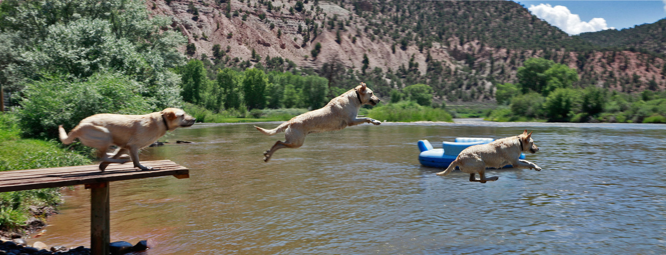 DockDogz