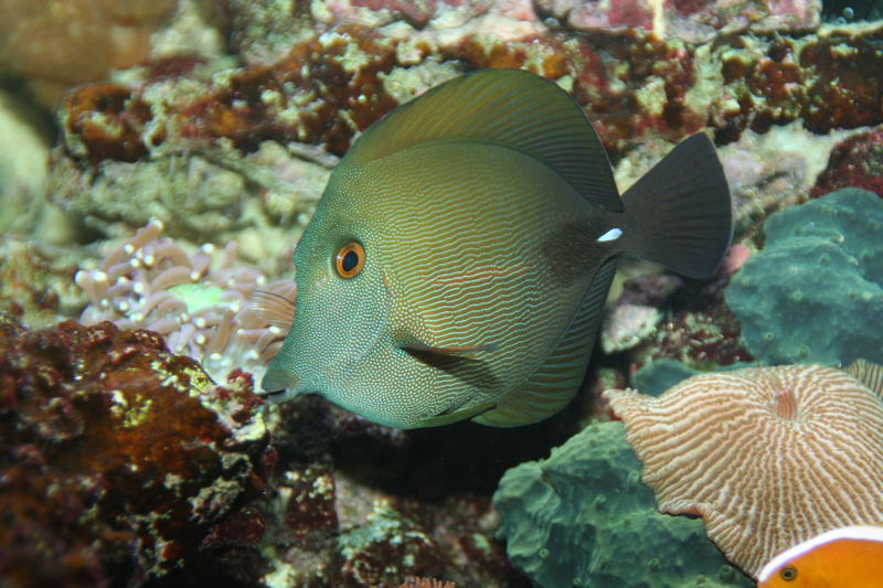 Docktorfisch