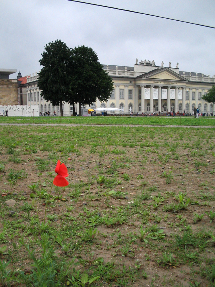 Documenta 2008 - Das nach Plan eigentlich voll erblühte Mohnfeld vor dem Hauptgebäude