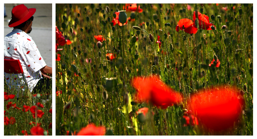 Documenta-Mohn