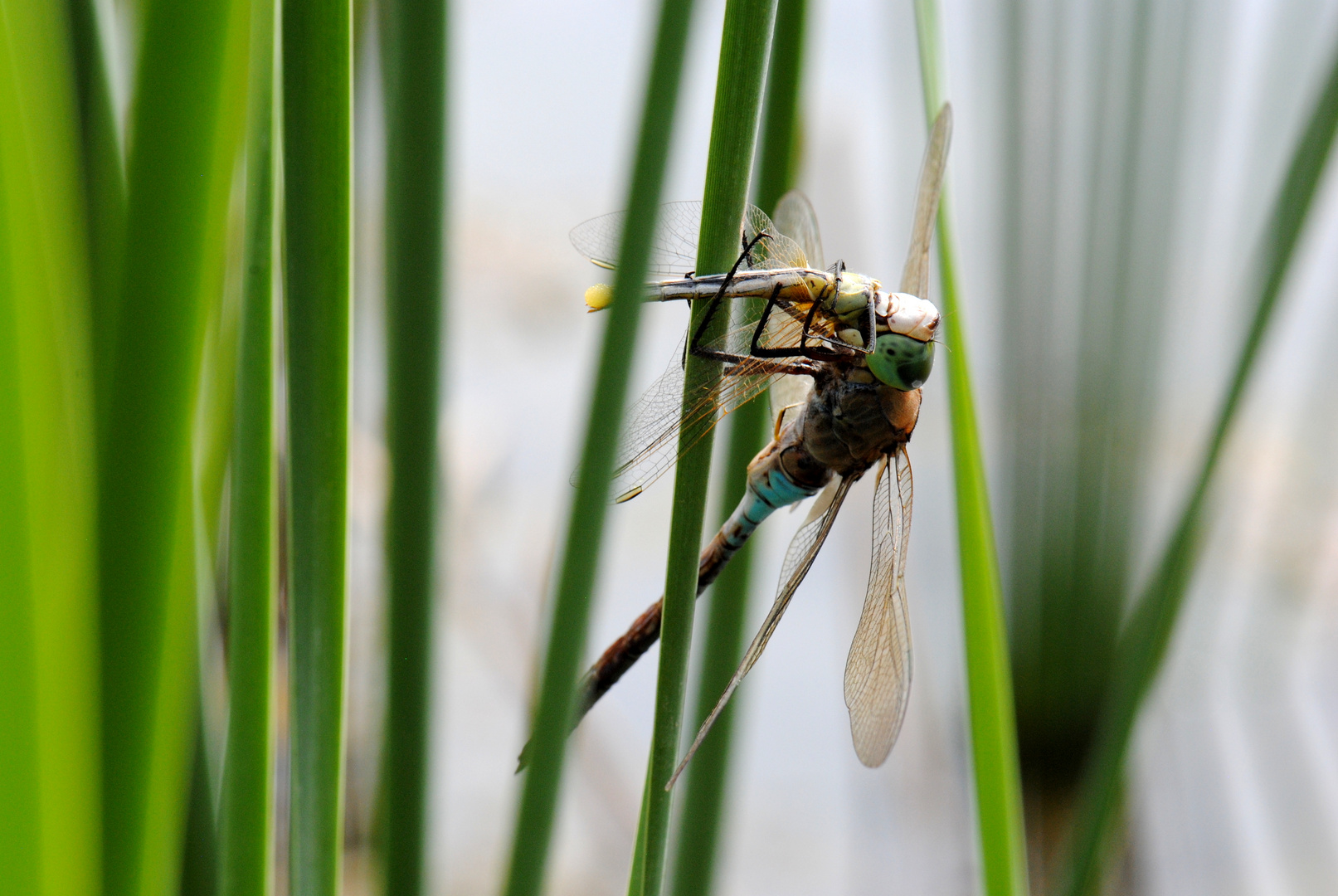 [Documentary] ~ Hunting Machine ~ (Anax parthenope, m frisst Sympetrum fonscolombii, w)