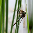 [Documentary] ~ Hunting Machine ~ (Anax parthenope, m frisst Sympetrum fonscolombii, w)