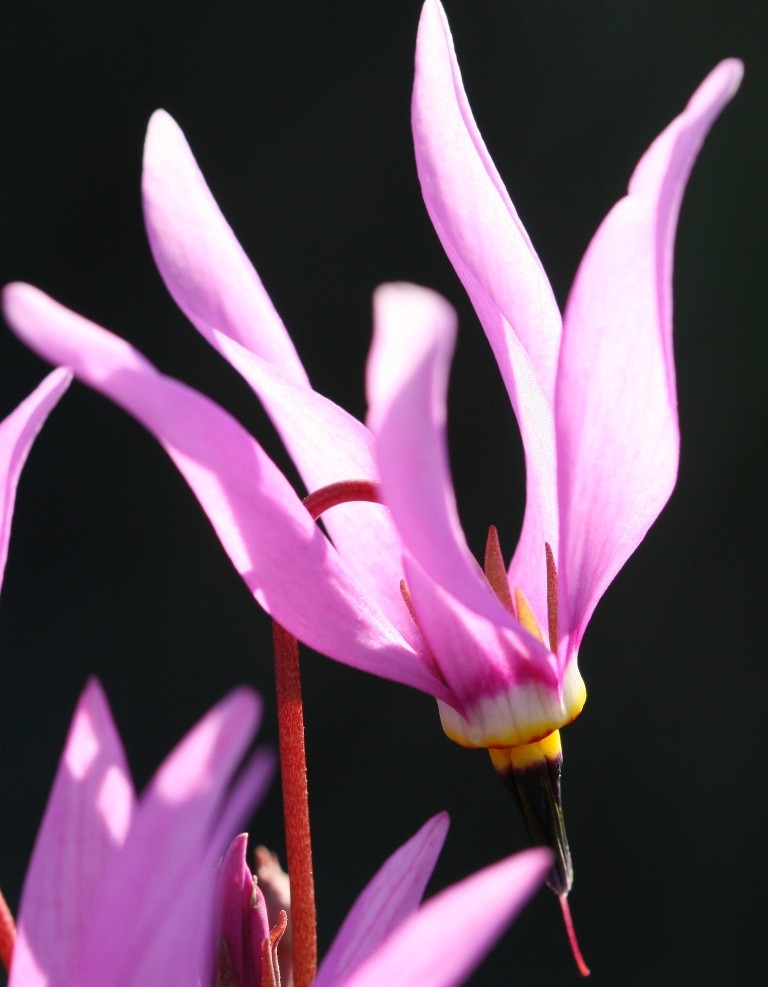 Dodecatheon