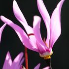 Dodecatheon