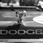 Dodge, Gast bei Harley Days