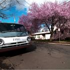 dodge, pink spring and weisse wolken