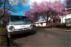 dodge, pink spring and weisse wolken