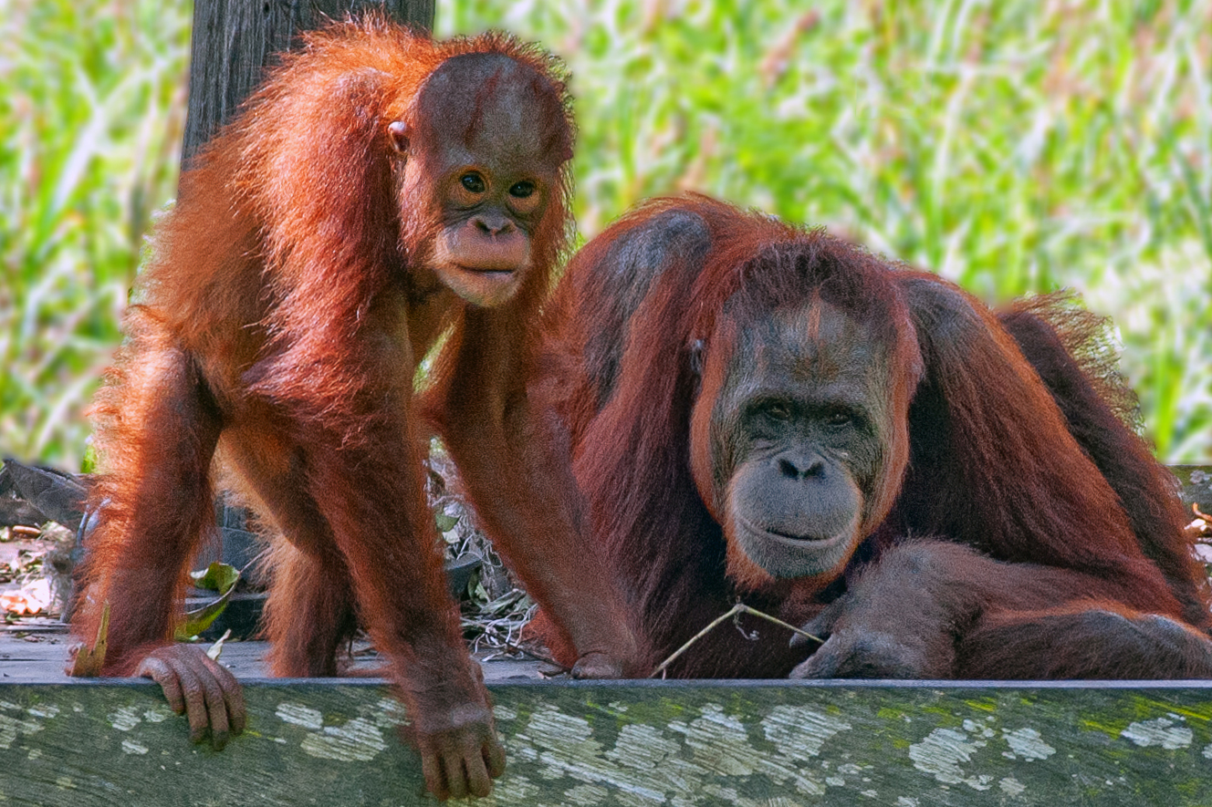 Dodo and his mother