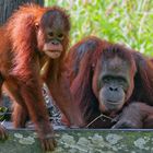 Dodo and his mother