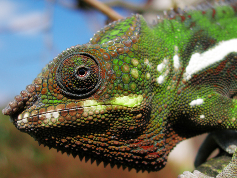 Dodo our Chameleon