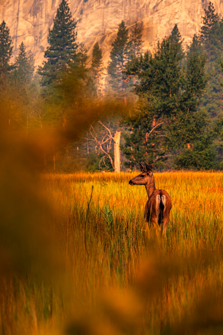 Doe Hirsch im Yosemite Nationalpark