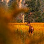 Doe Hirsch im Yosemite Nationalpark