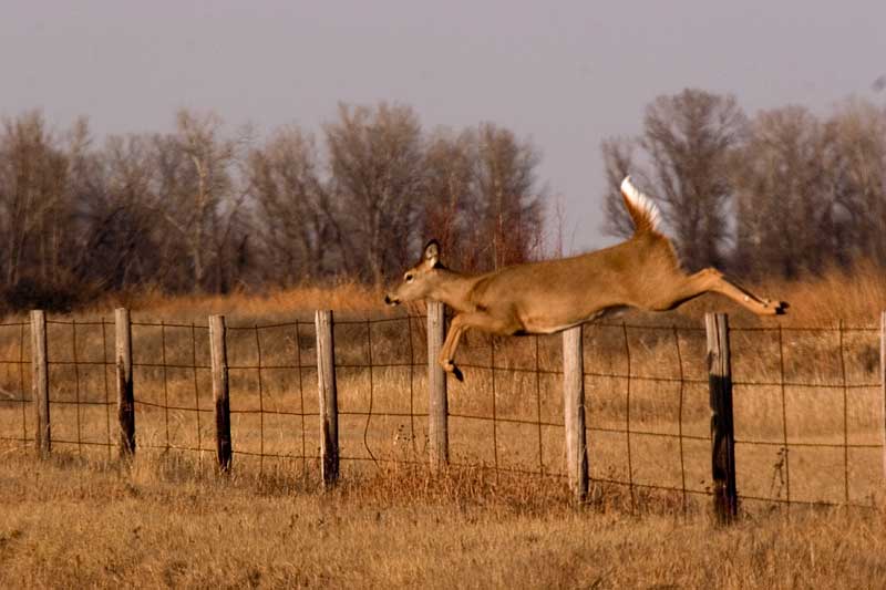 Doe Over Fence