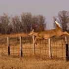 Doe Over Fence