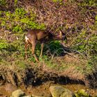 Doe Roe Deer 27th March 2023-