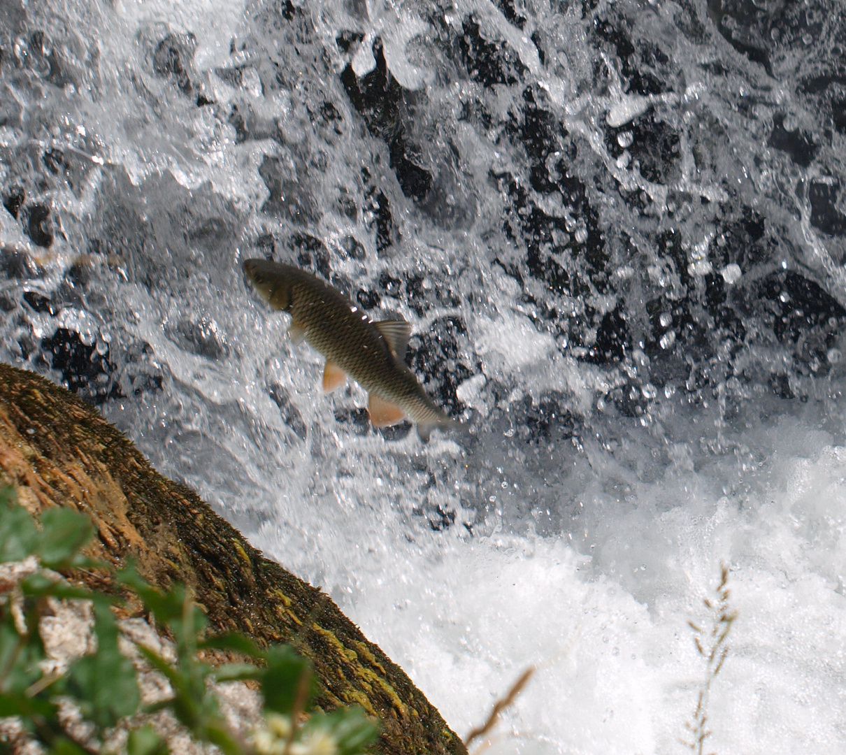 Döbel am Rheinfall-2