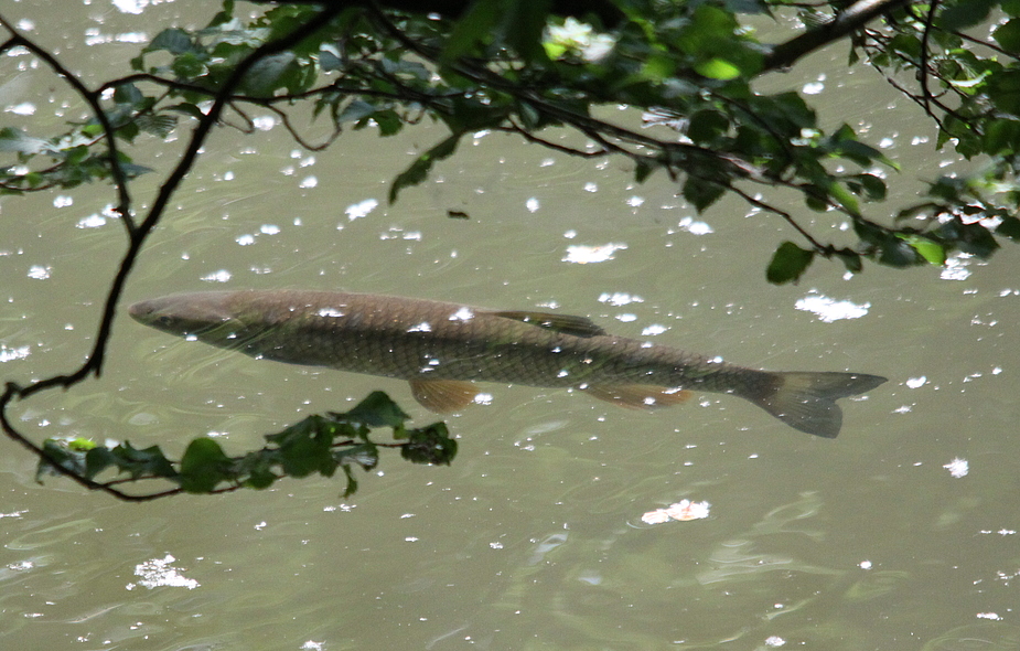 Döbel (Leuciscus cephalus)