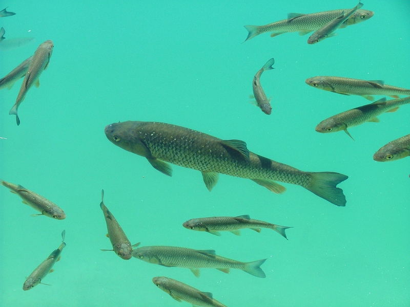 Döbel -Leuciscus cephalus- im glaßklaren Wasser