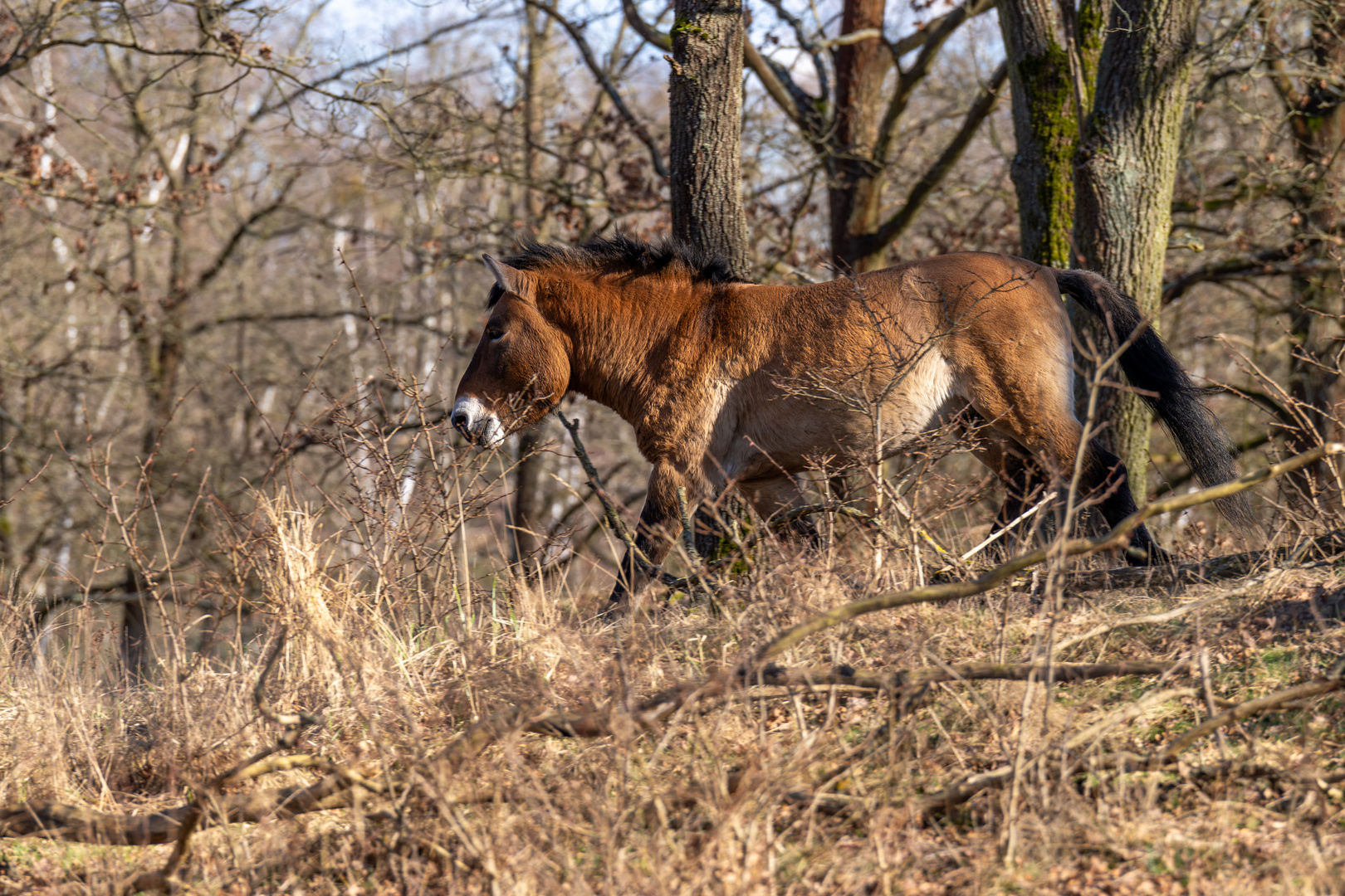 Döberitzer Heide