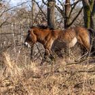 Döberitzer Heide