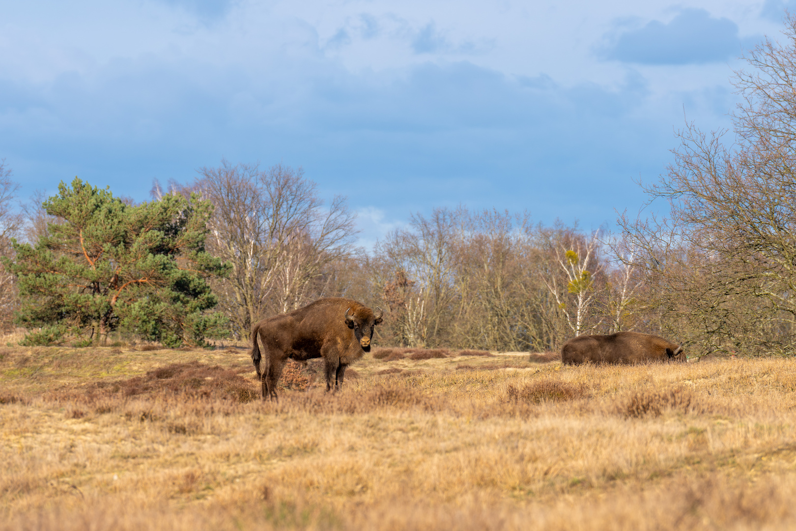 Döberitzer Heide Foto & Bild tiere, wildlife, säugetiere Bilder auf