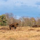 Döberitzer Heide