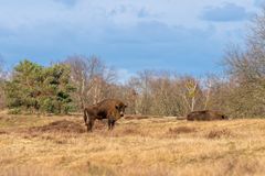 Döberitzer Heide